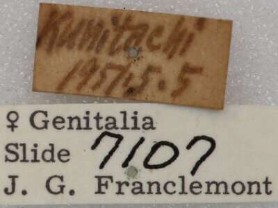 label view of adult Protomiselia bilinea