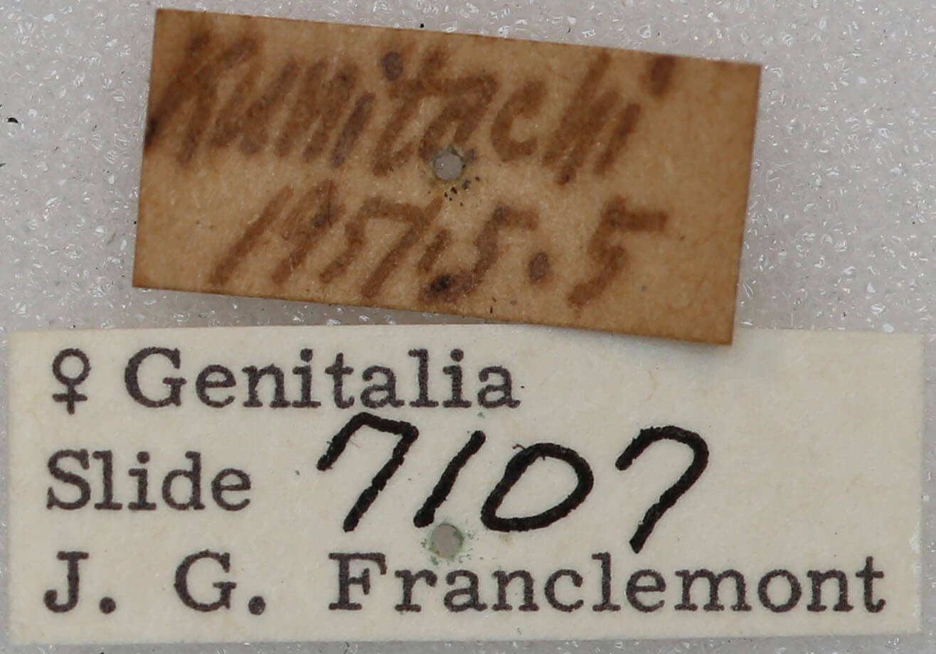 label view of adult Protomiselia bilinea