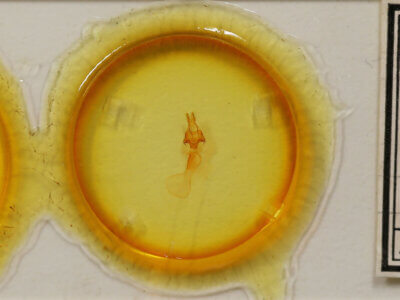 slide view of adult Protomiselia bilinea