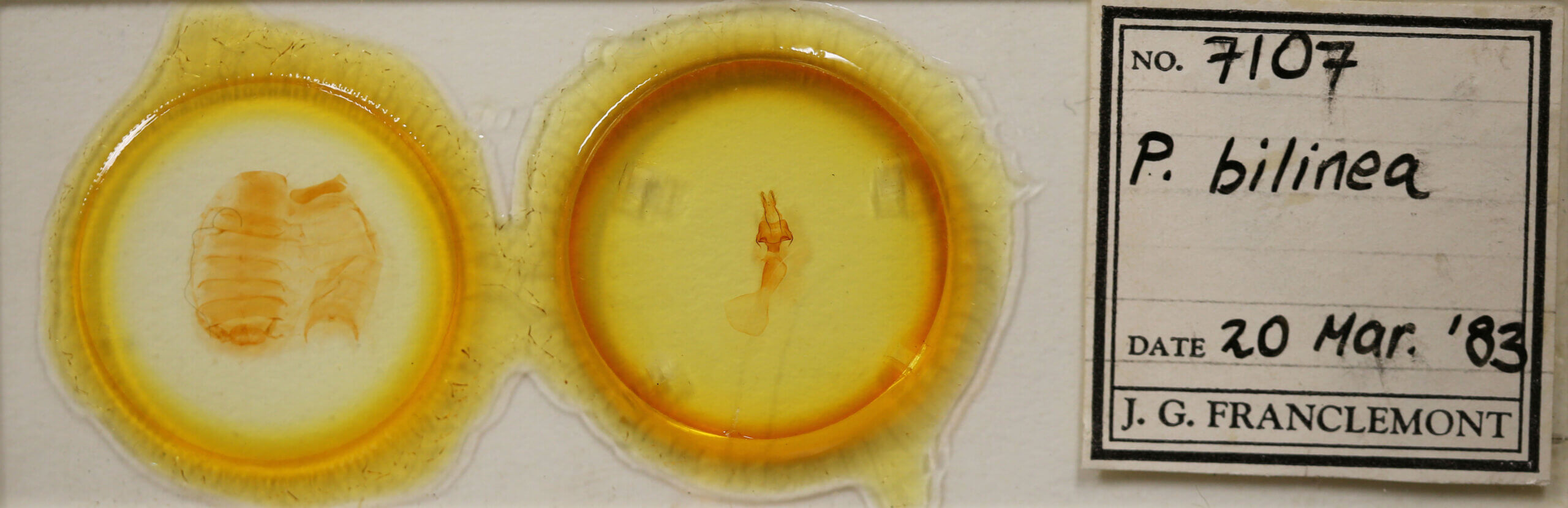 slide view of adult Protomiselia bilinea