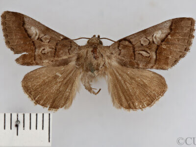 dorsal view of adult Protomiselia bilinea