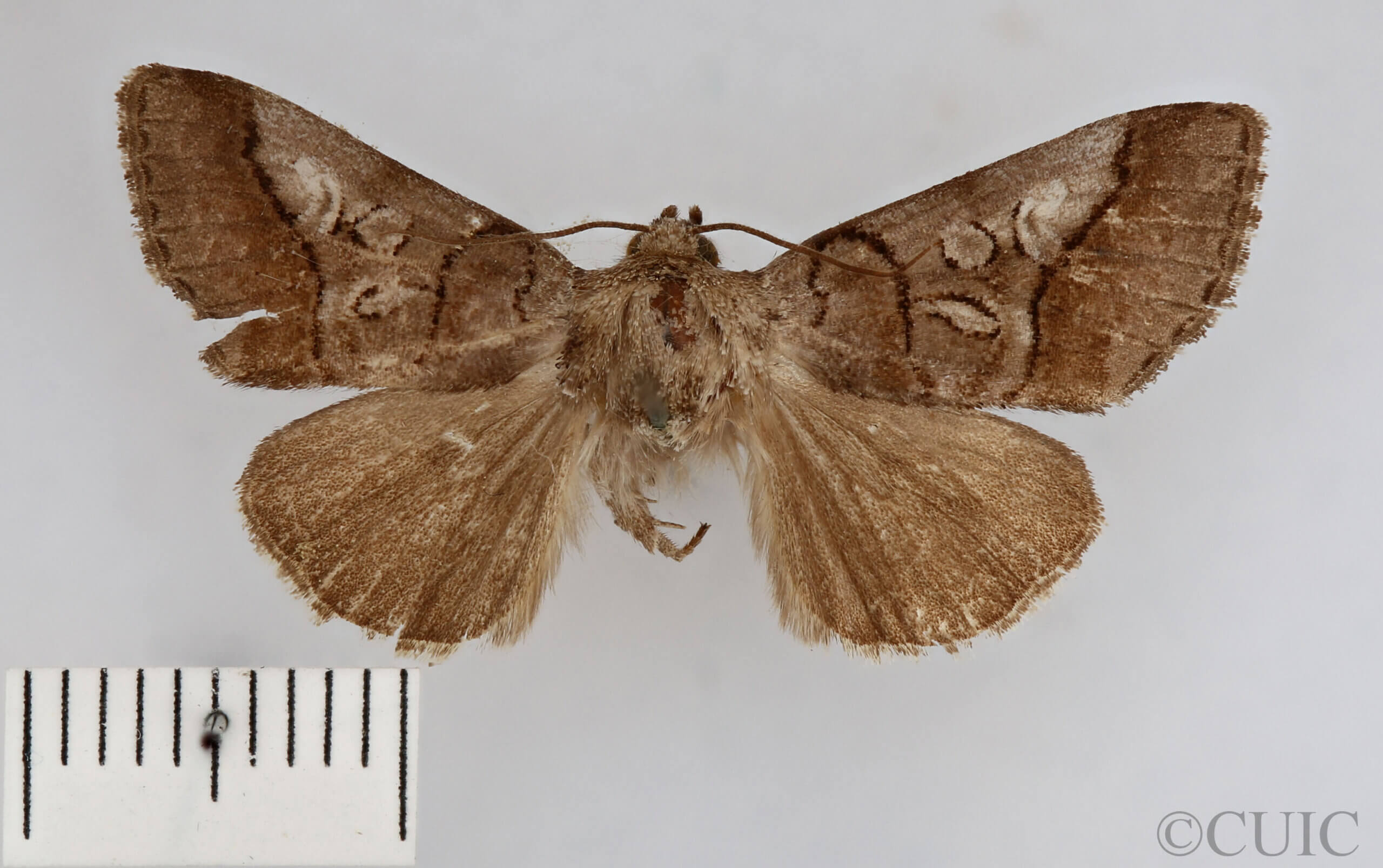 dorsal view of adult Protomiselia bilinea