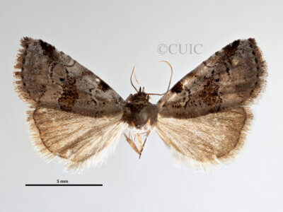 dorsal view of adult Hyperstrotia sp.