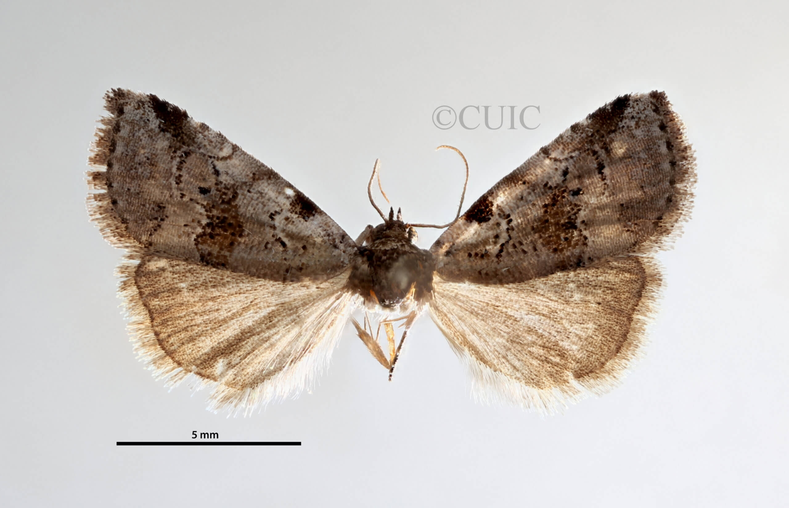 dorsal view of adult Hyperstrotia sp.