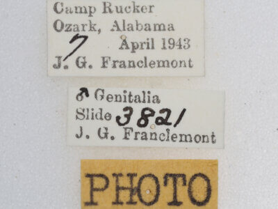 label view of adult Hyperstrotia sp.