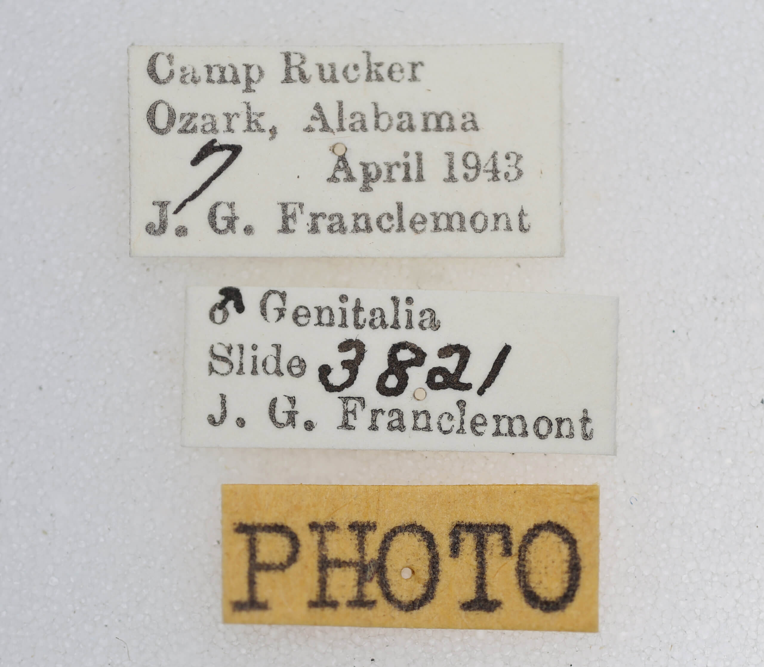 label view of adult Hyperstrotia sp.