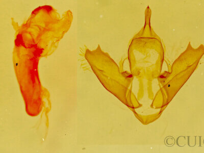 genitalia view of adult Eudesmia sp.