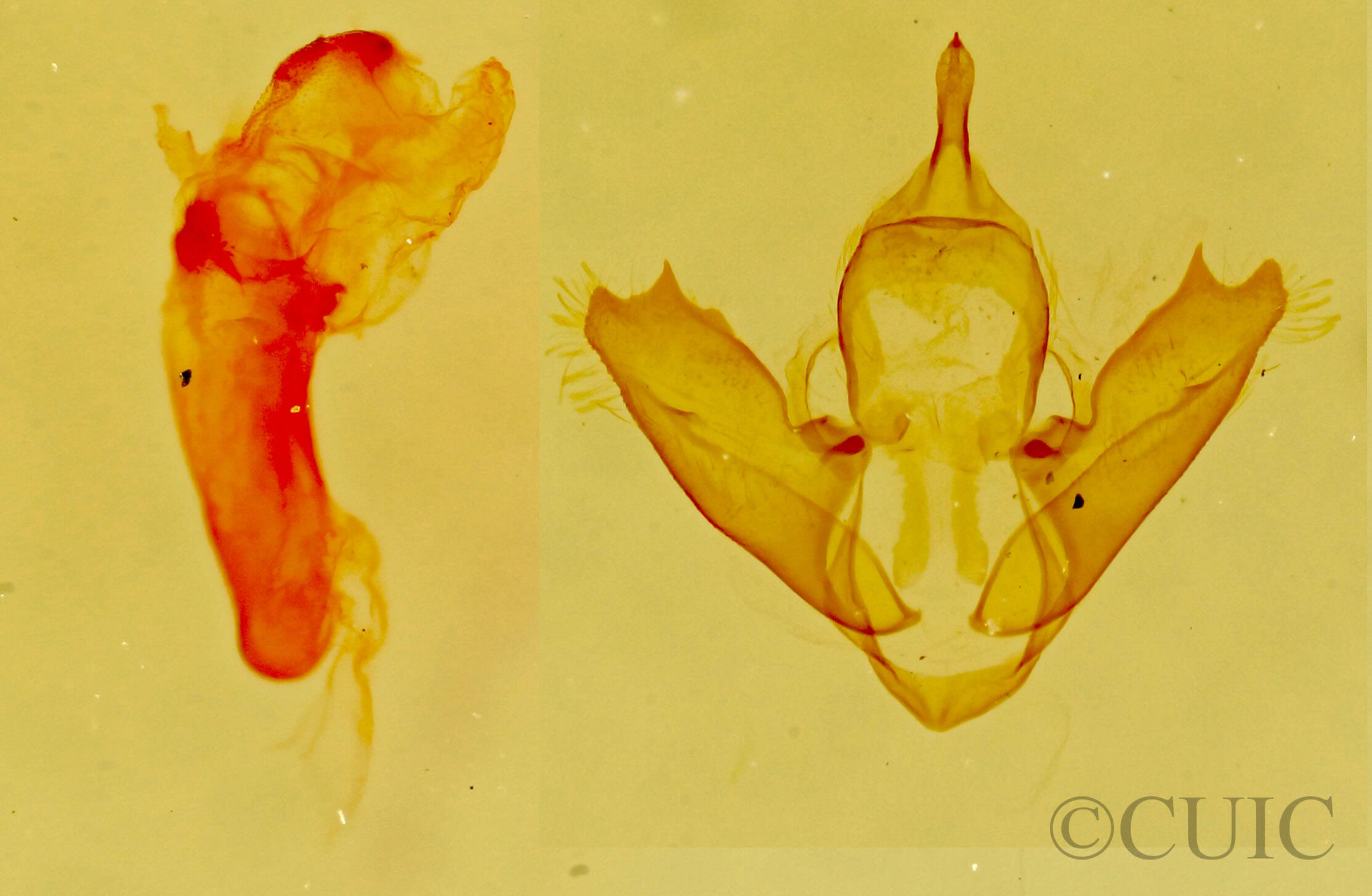 genitalia view of adult Eudesmia sp.
