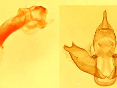 genitalia view of adult Eudesmia sp.