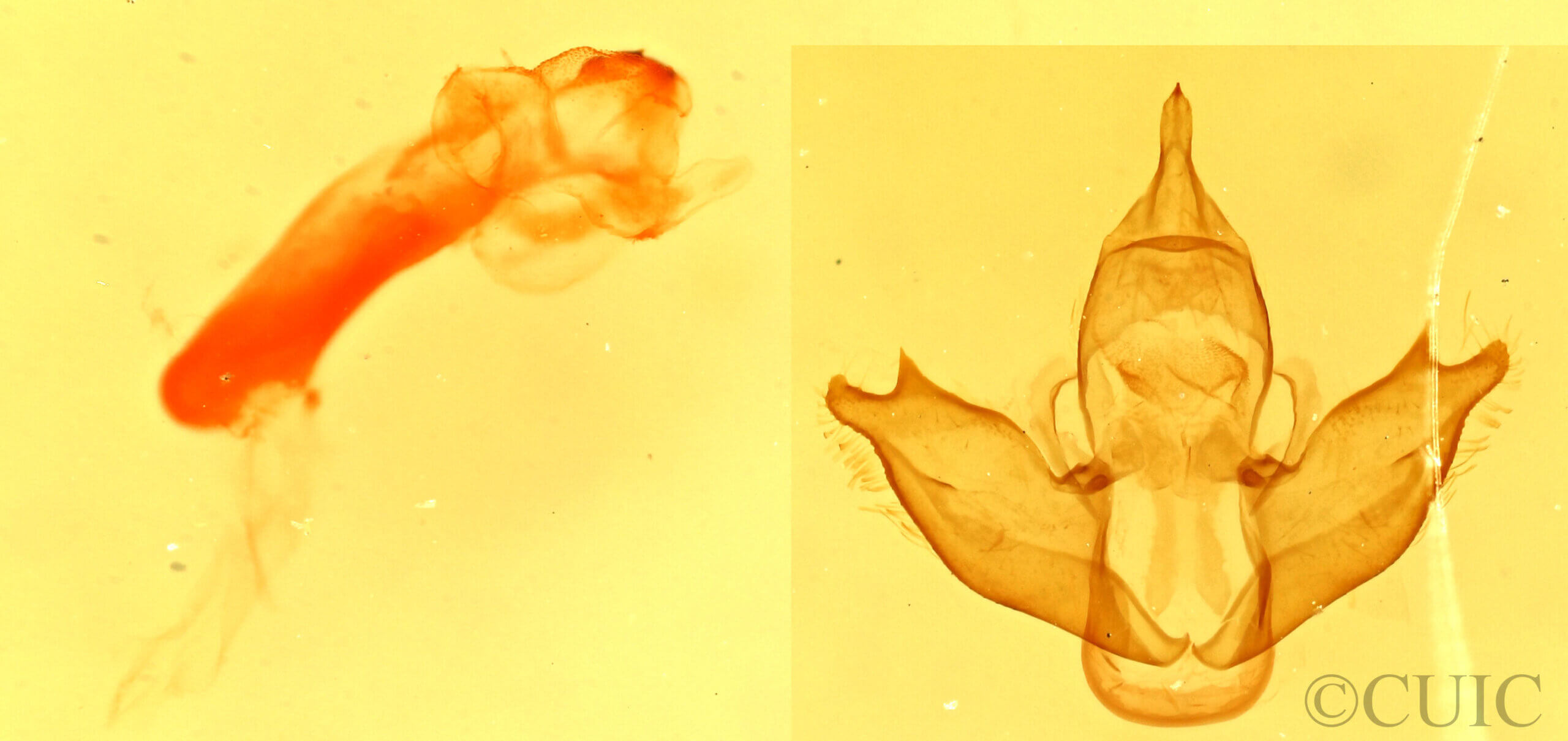 genitalia view of adult Eudesmia sp.