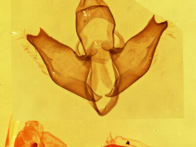 genitalia view of adult Eudesmia sp.