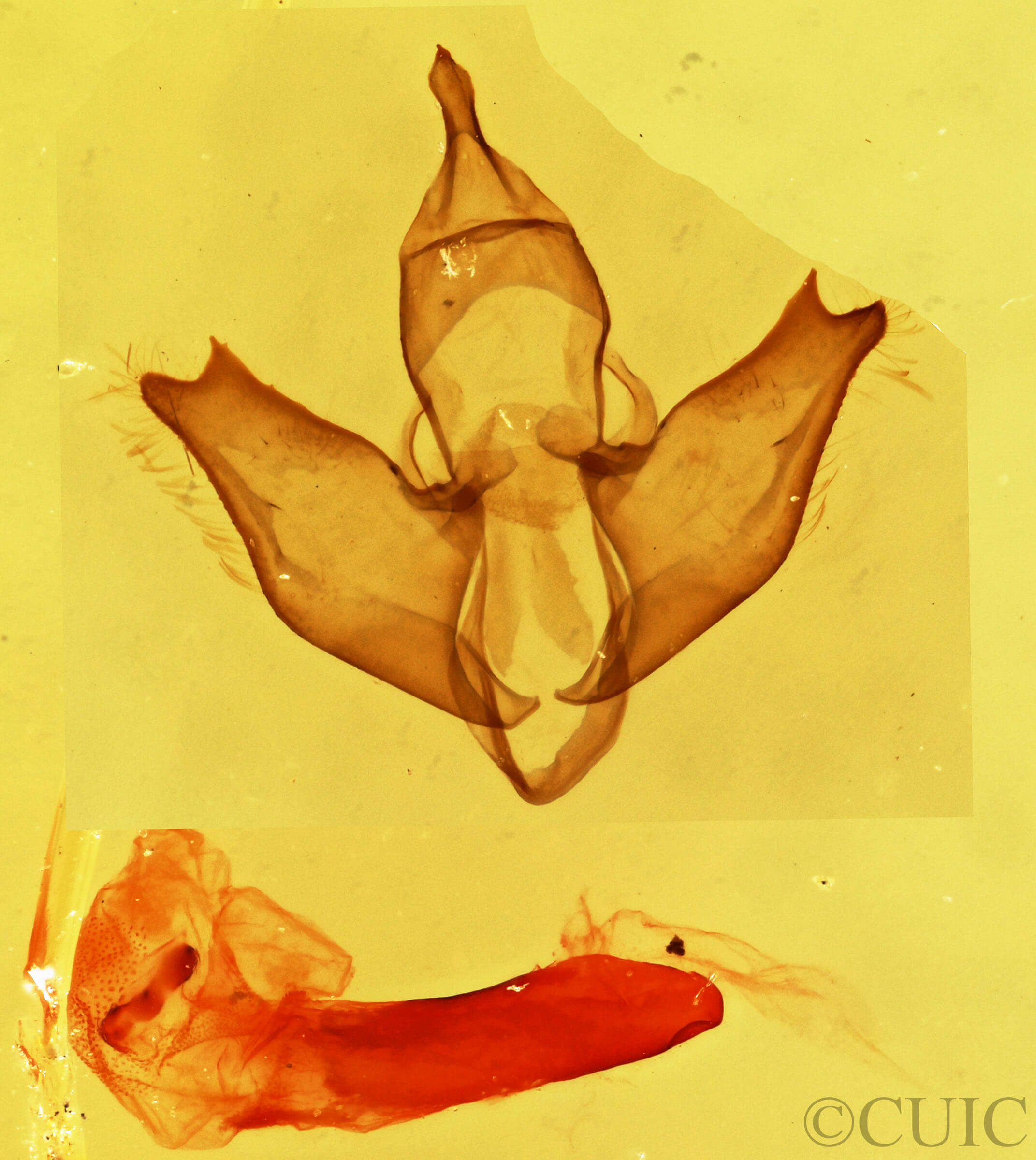 genitalia view of adult Eudesmia sp.