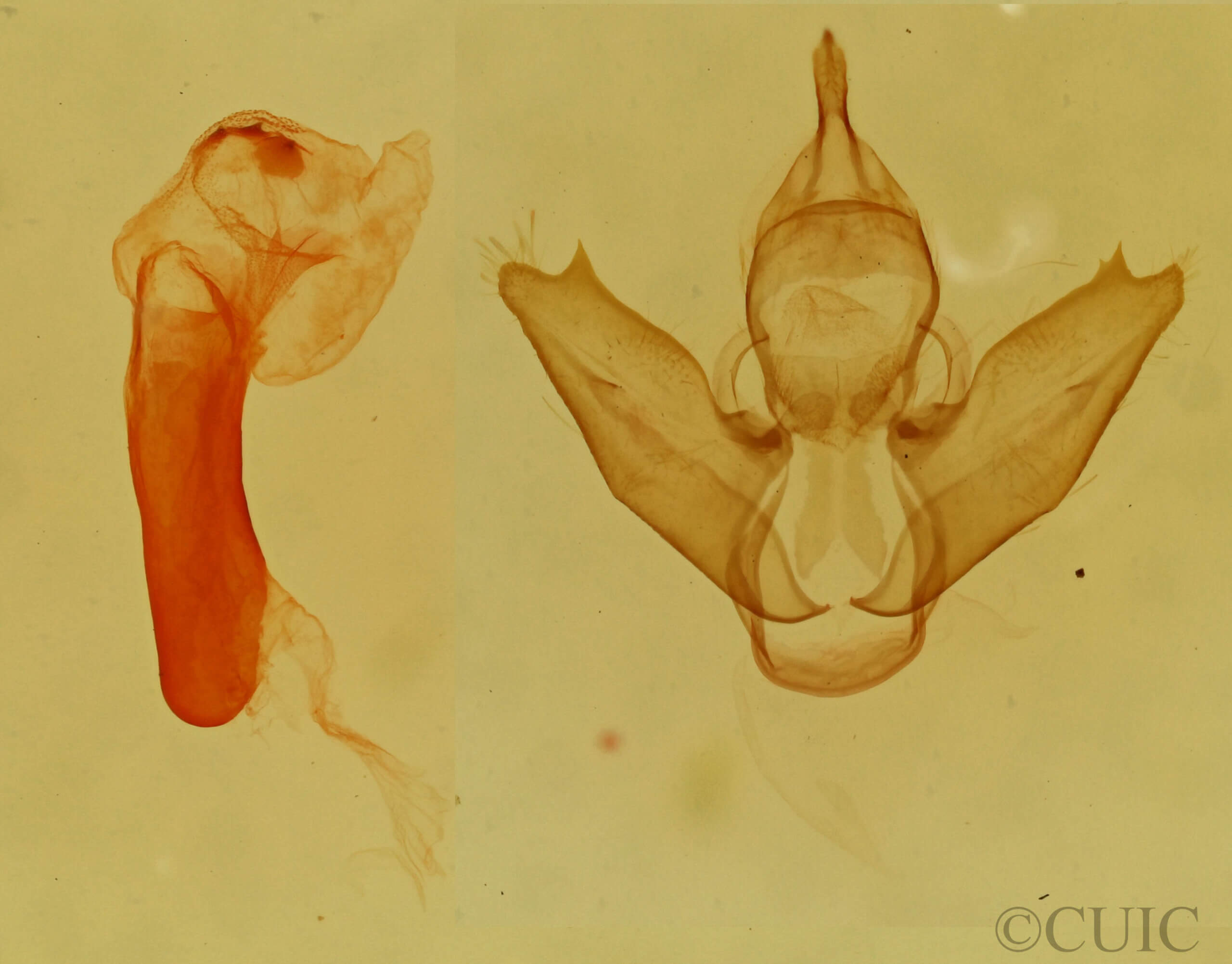 genitalia view of adult Eudesmia sp.