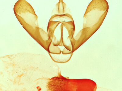 genitalia view of adult Bruceia sp.