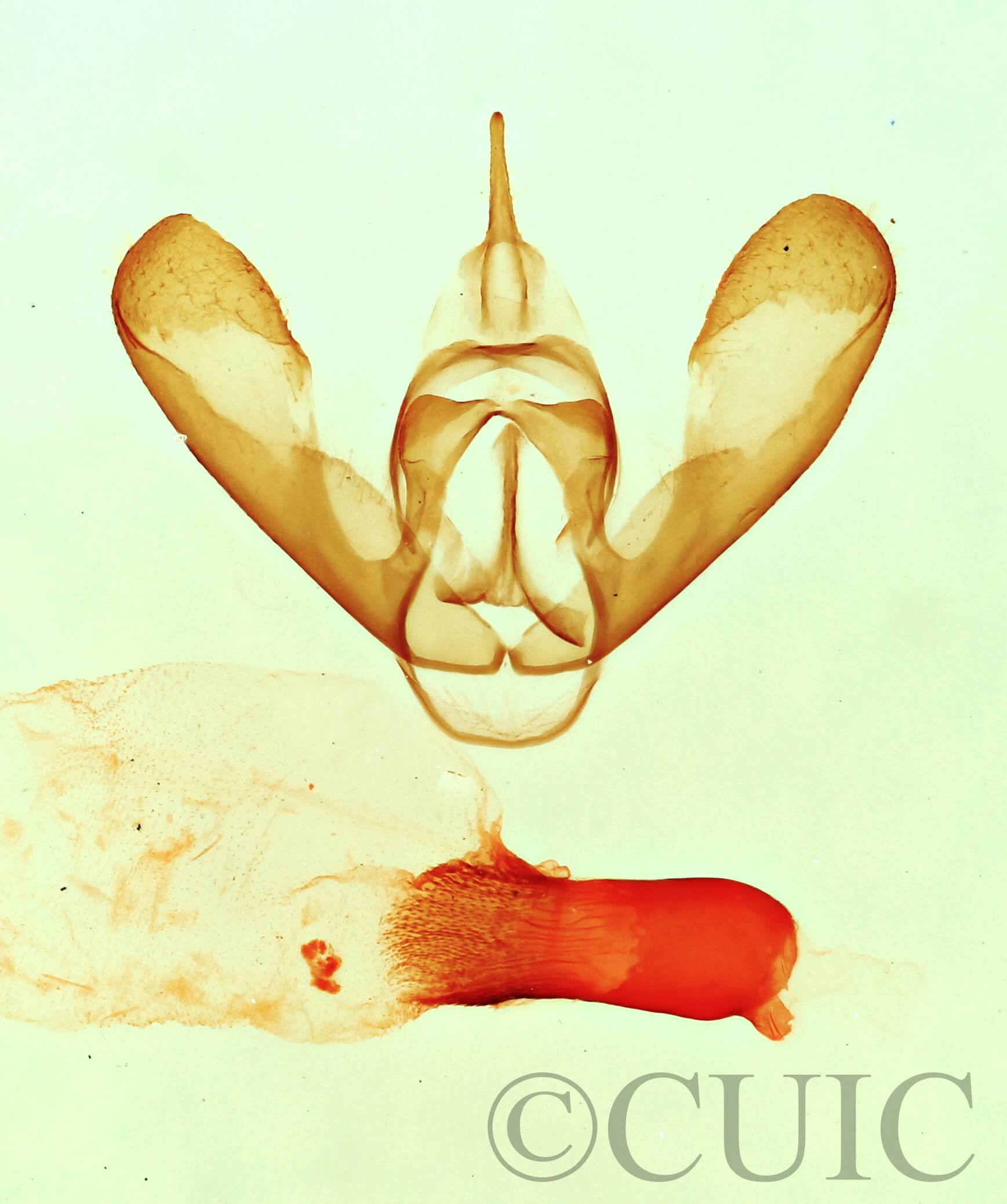 genitalia view of adult Bruceia sp.