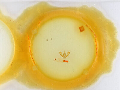 slide view of adult Bruceia sp.