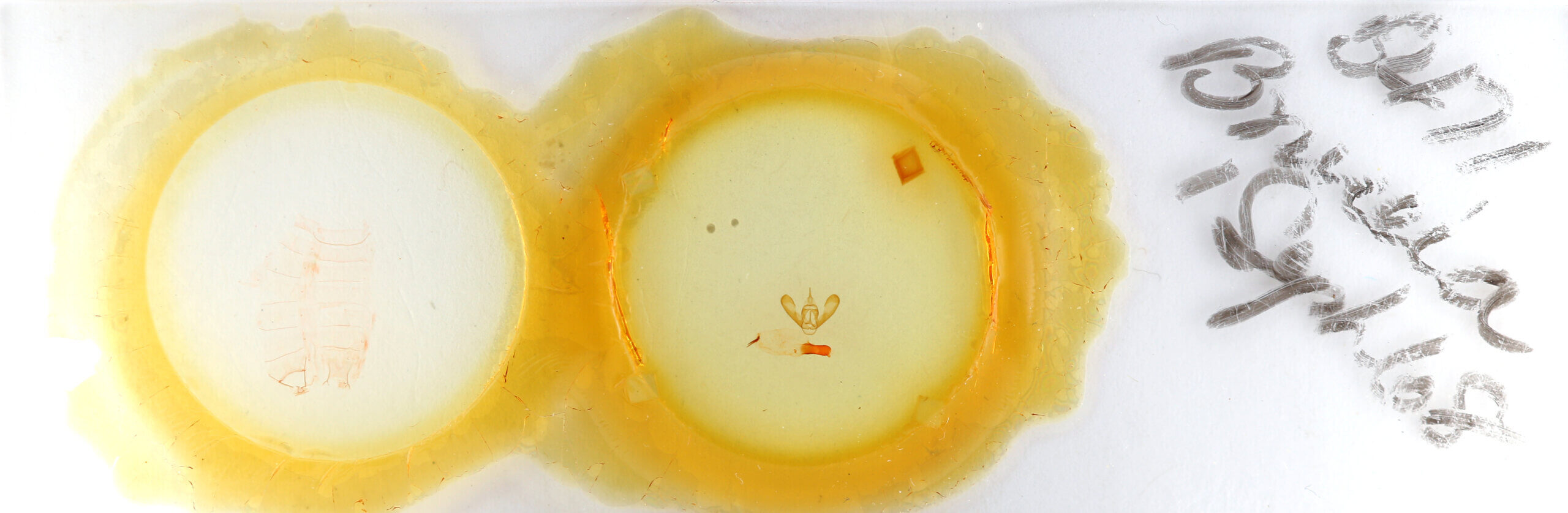 slide view of adult Bruceia sp.