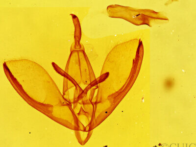 genitalia view of adult Crambidia impura