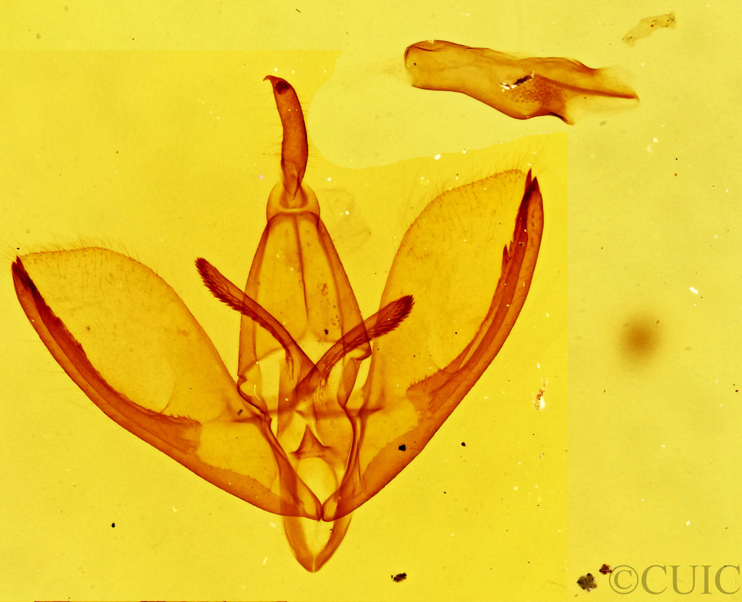 genitalia view of adult Crambidia impura