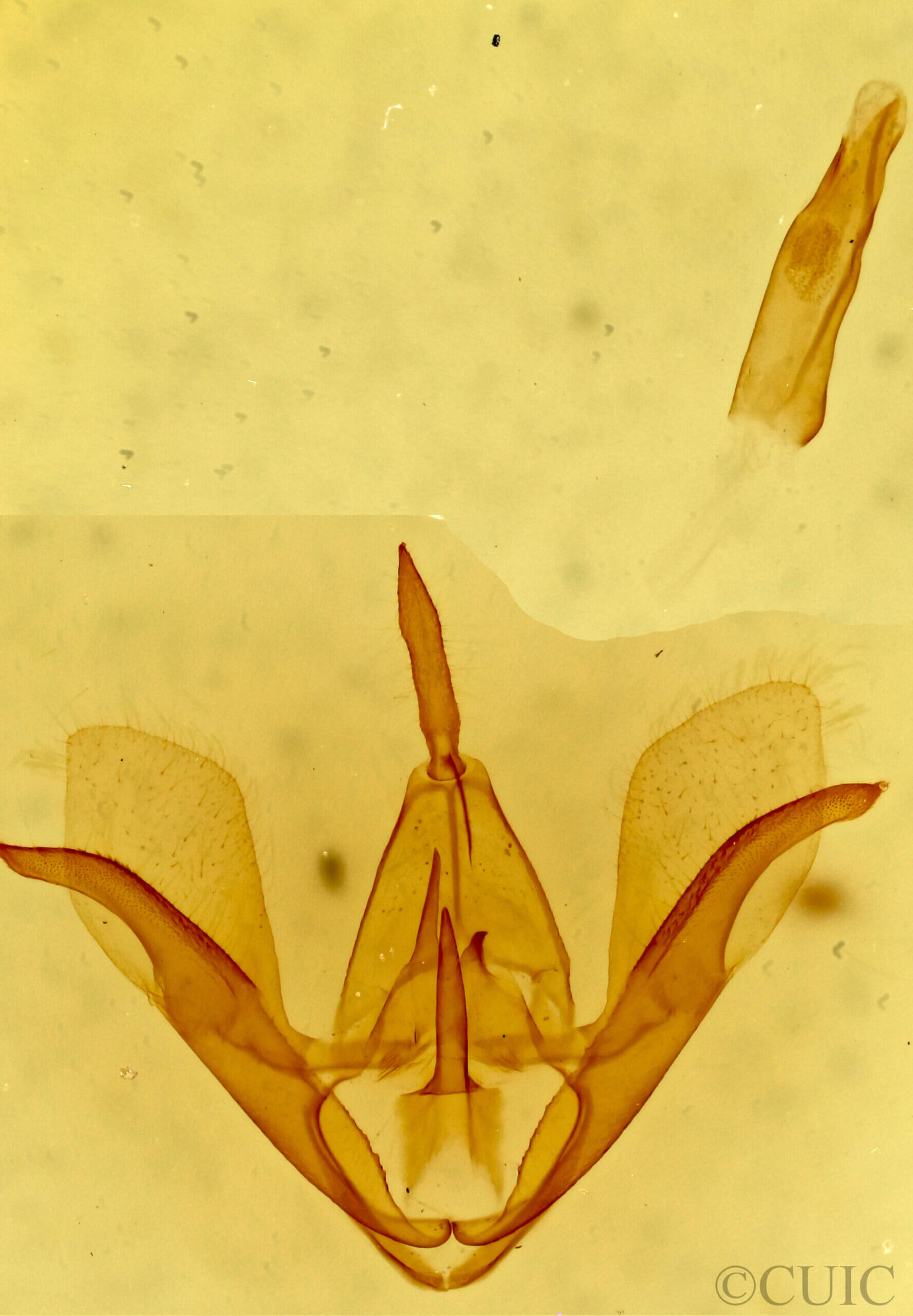 genitalia view of adult Crambidia impura