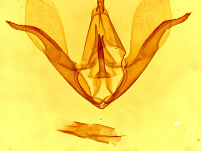 genitalia view of adult Crambidia impura