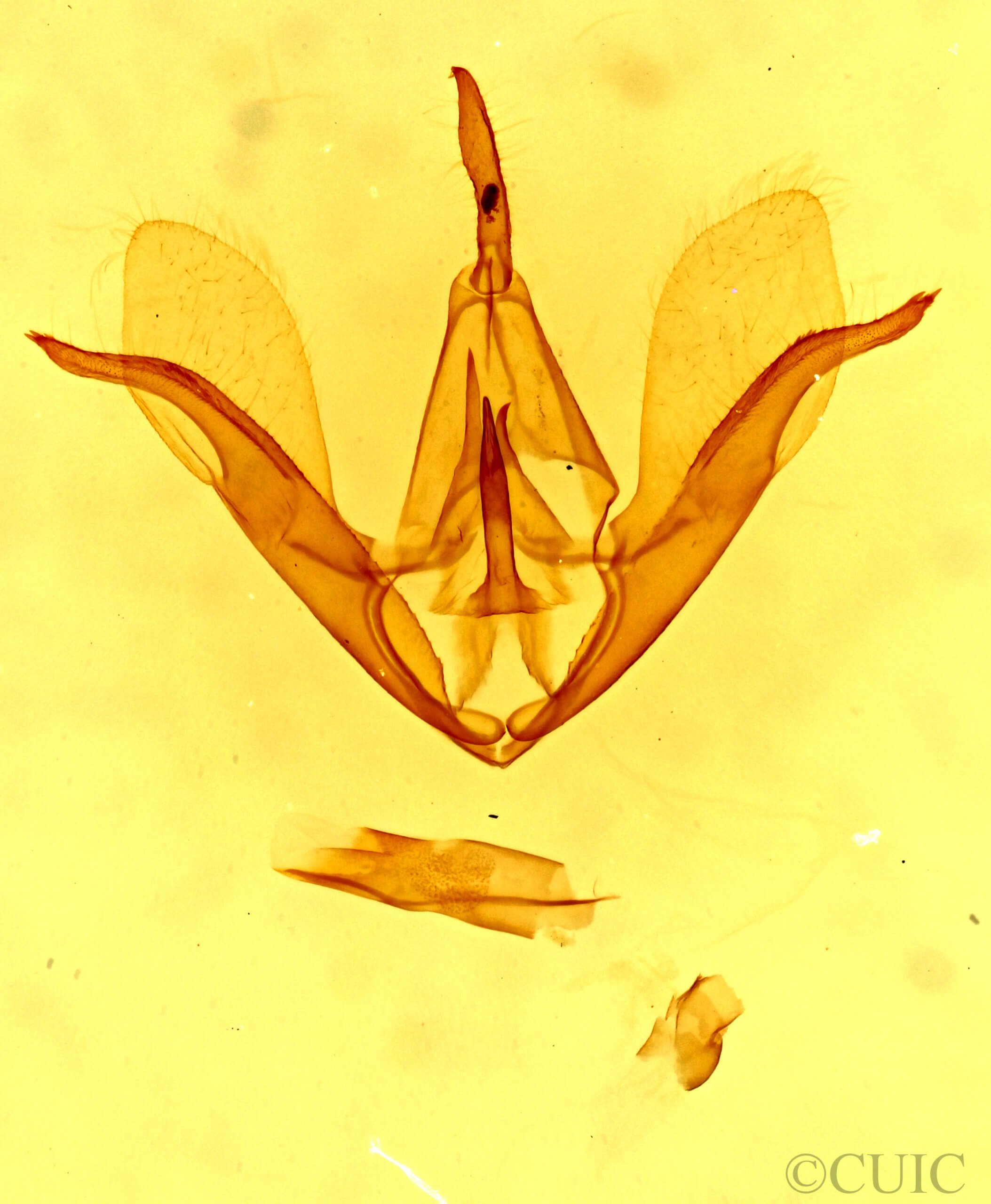 genitalia view of adult Crambidia impura