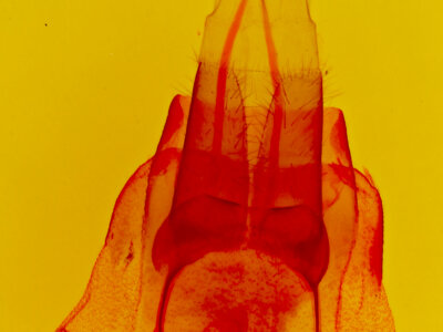 genitalia view of adult Protorthodes utahensis ?