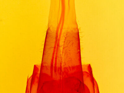 genitalia view of adult Protorthodes eureka