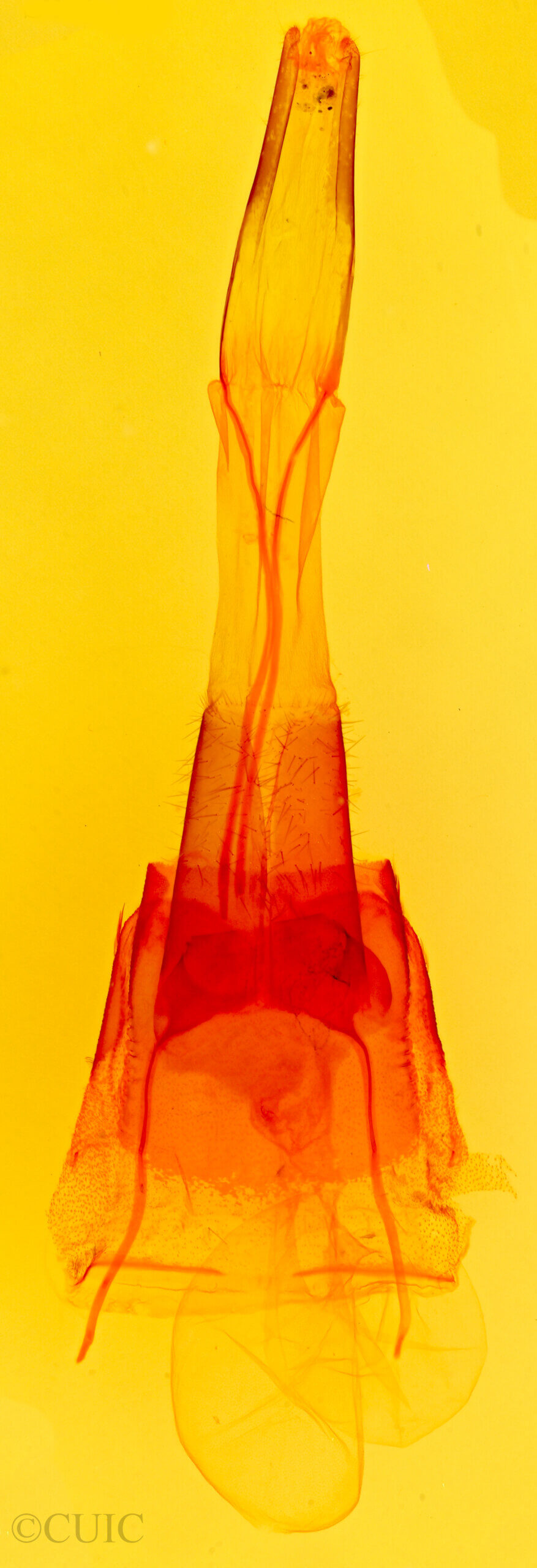 genitalia view of adult Protorthodes eureka