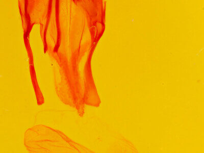 genitalia view of adult Euxoa stigmatalis