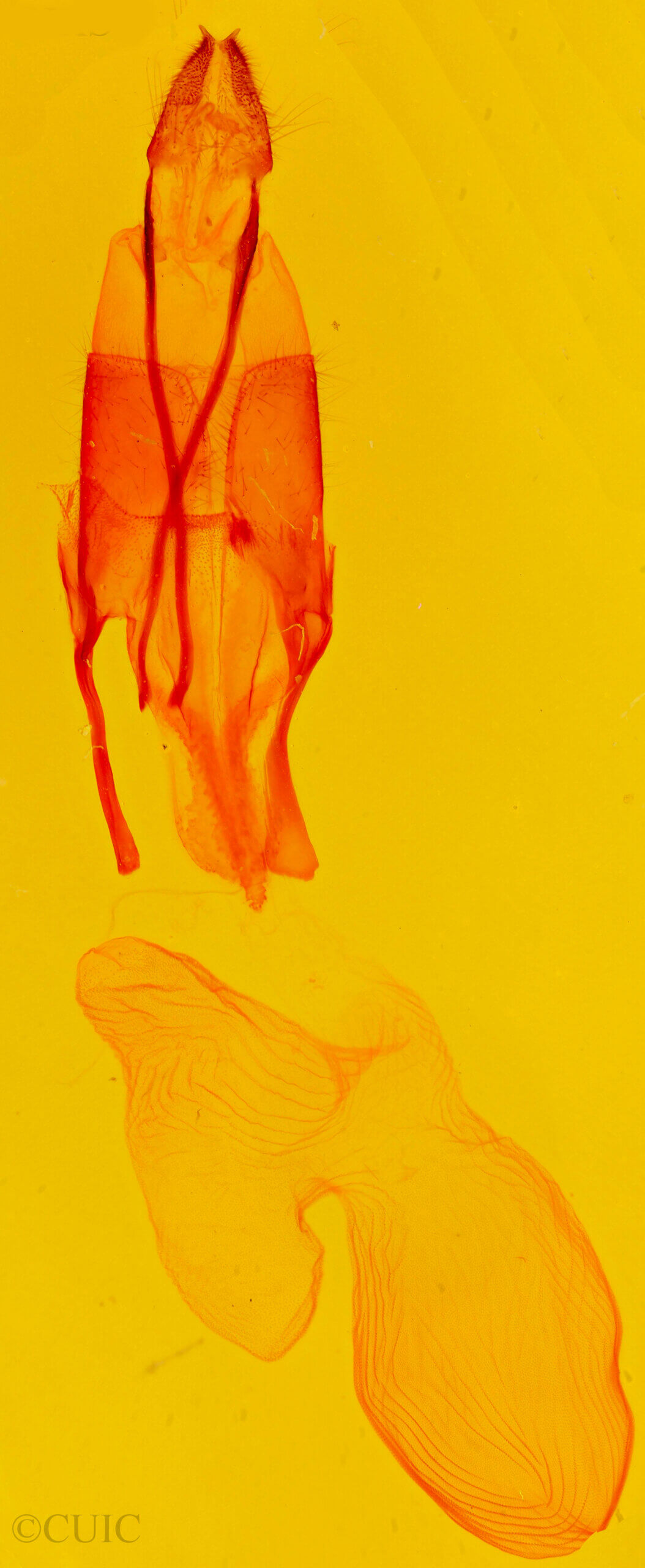 genitalia view of adult Euxoa stigmatalis