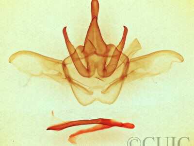 genitalia view of adult Heterocampa astarte