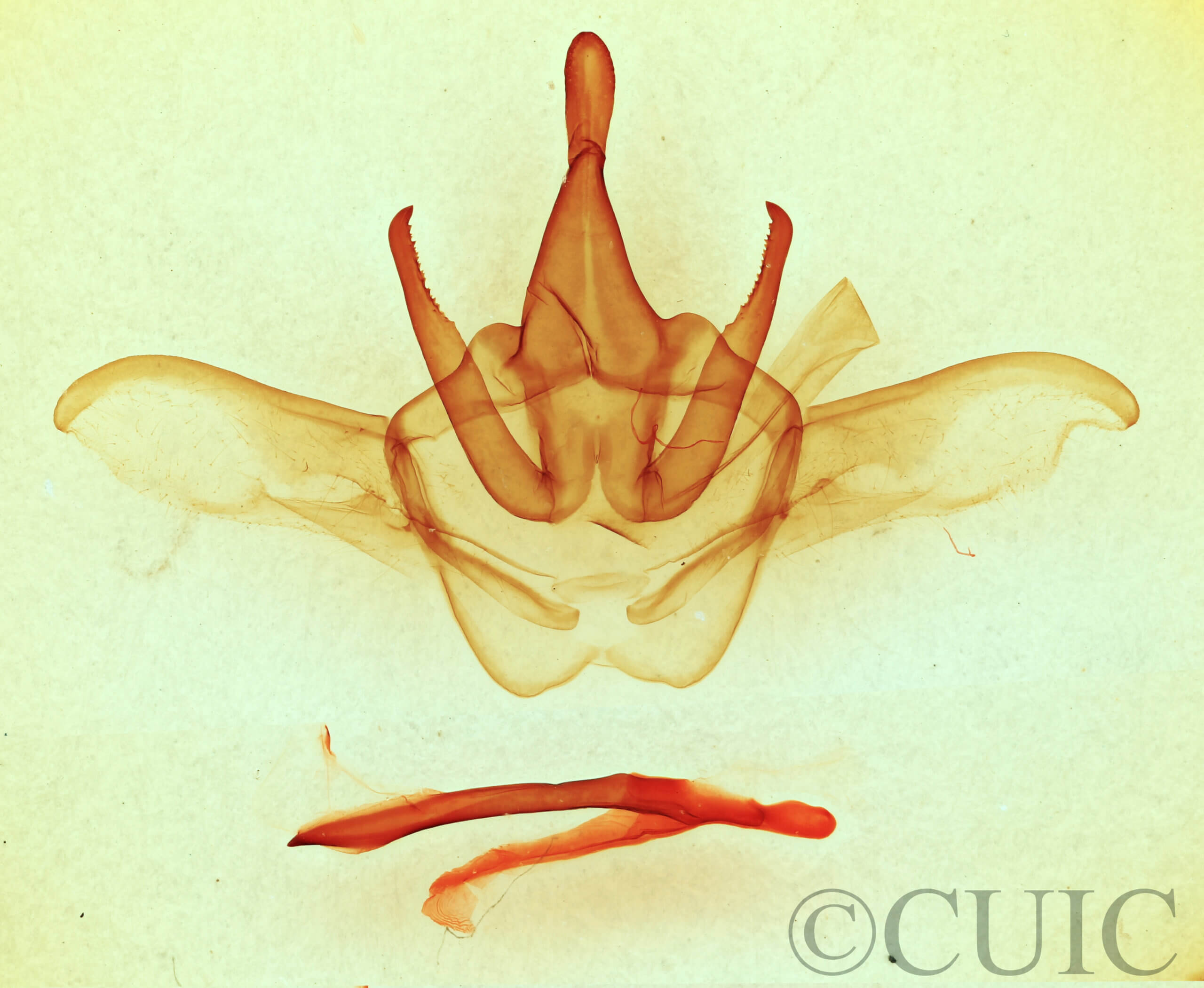 genitalia view of adult Heterocampa astarte