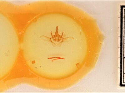 genitalia / slide view of adult Heterocampa astarte