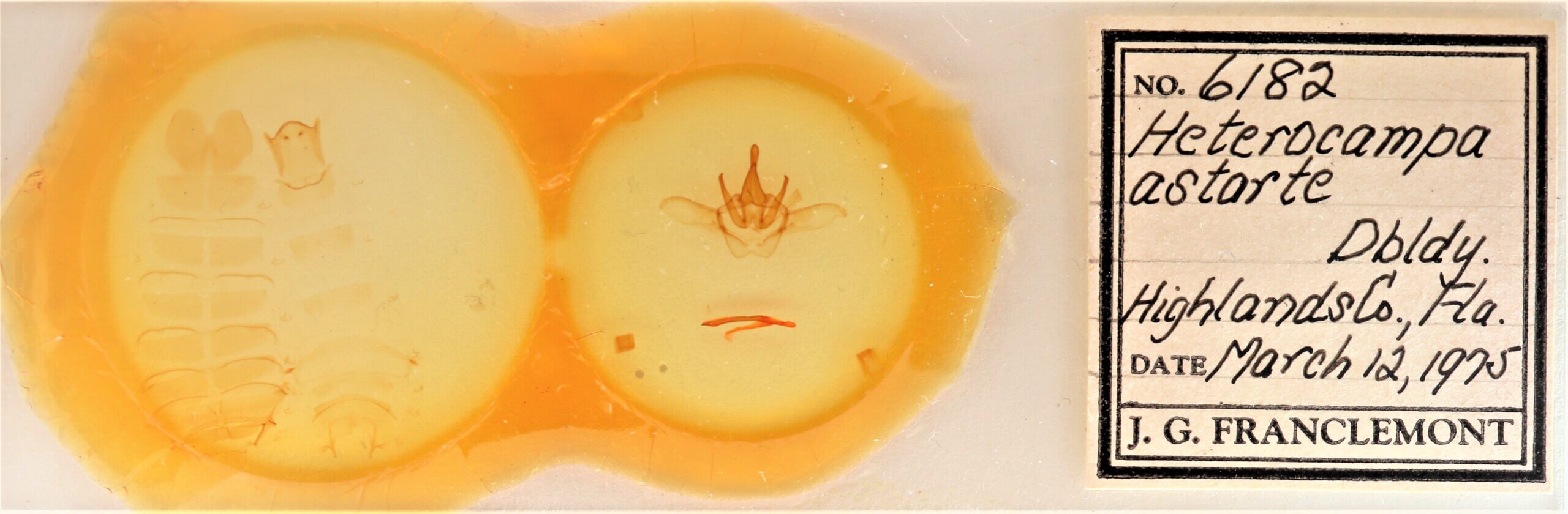 genitalia / slide view of adult Heterocampa astarte