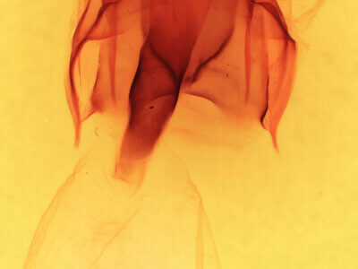 genitalia view of adult Heterocampa astarte