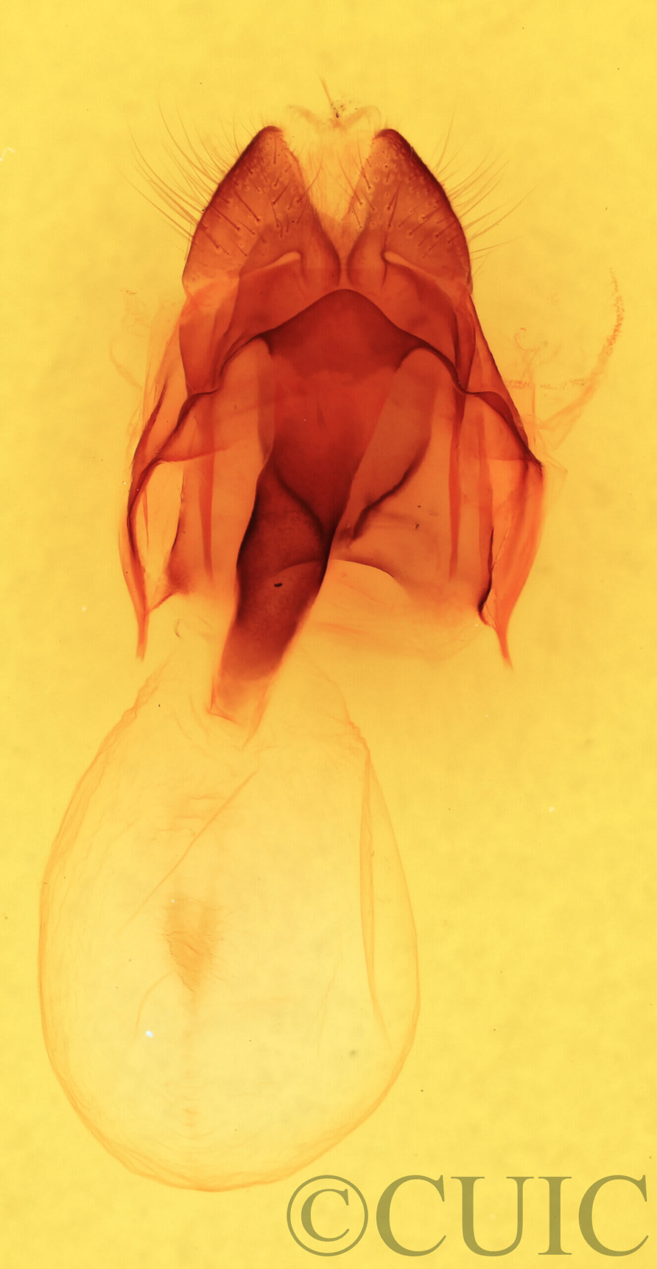 genitalia view of adult Heterocampa astarte