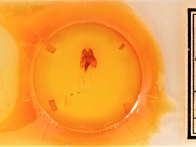 slide view of adult Heterocampa astarte