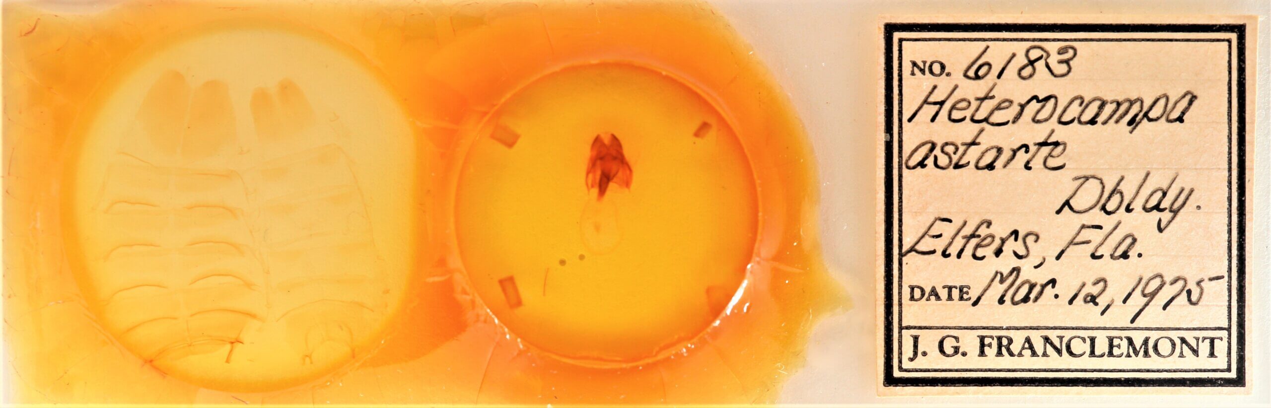 slide view of adult Heterocampa astarte