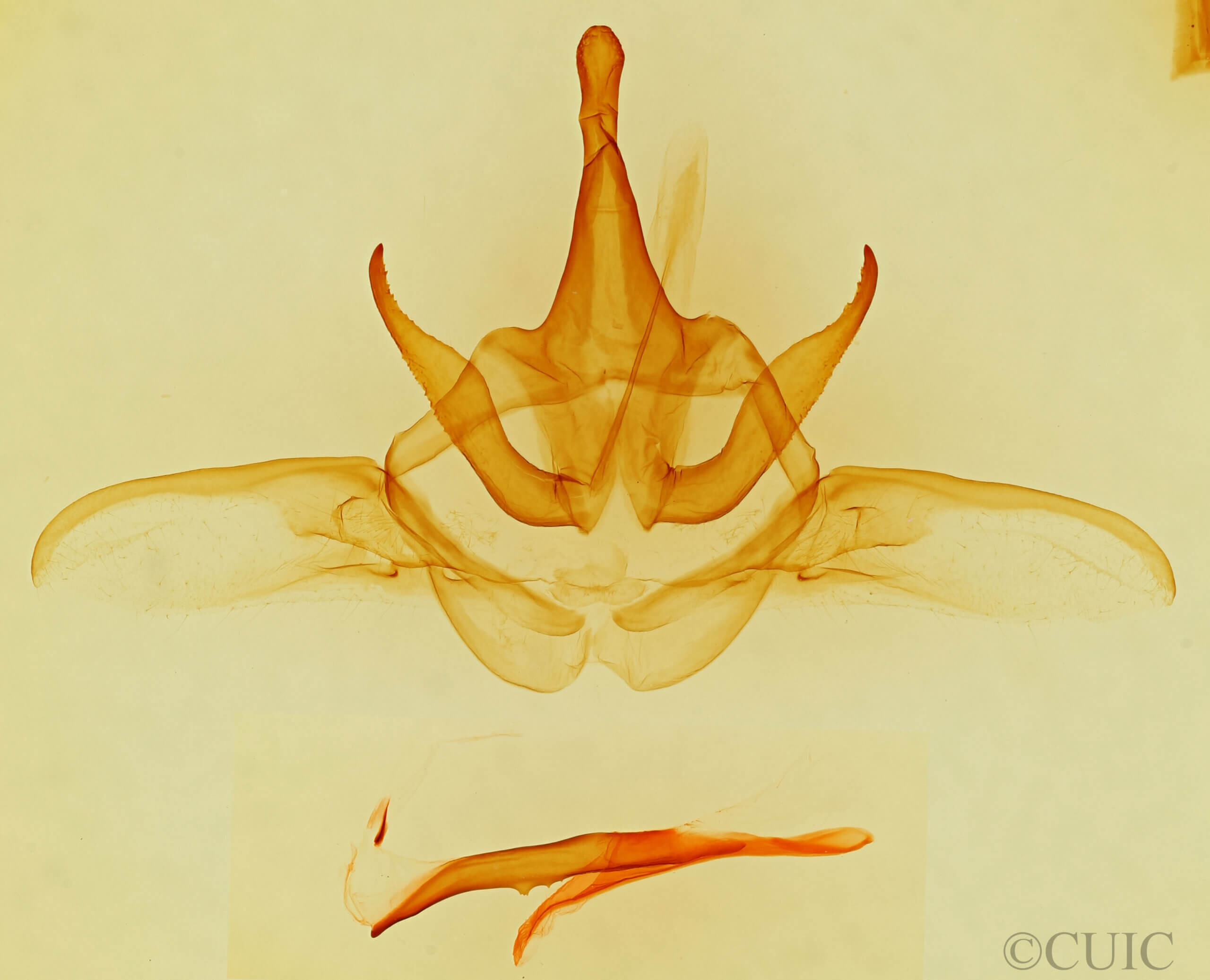 genitalia view of adult Heterocampa astertoides