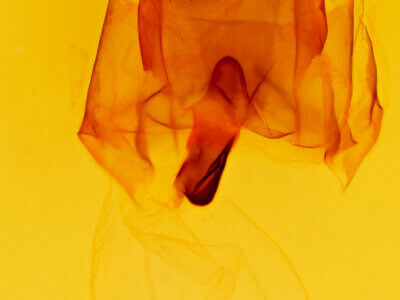 genitalia view of adult Heterocampa astertoides