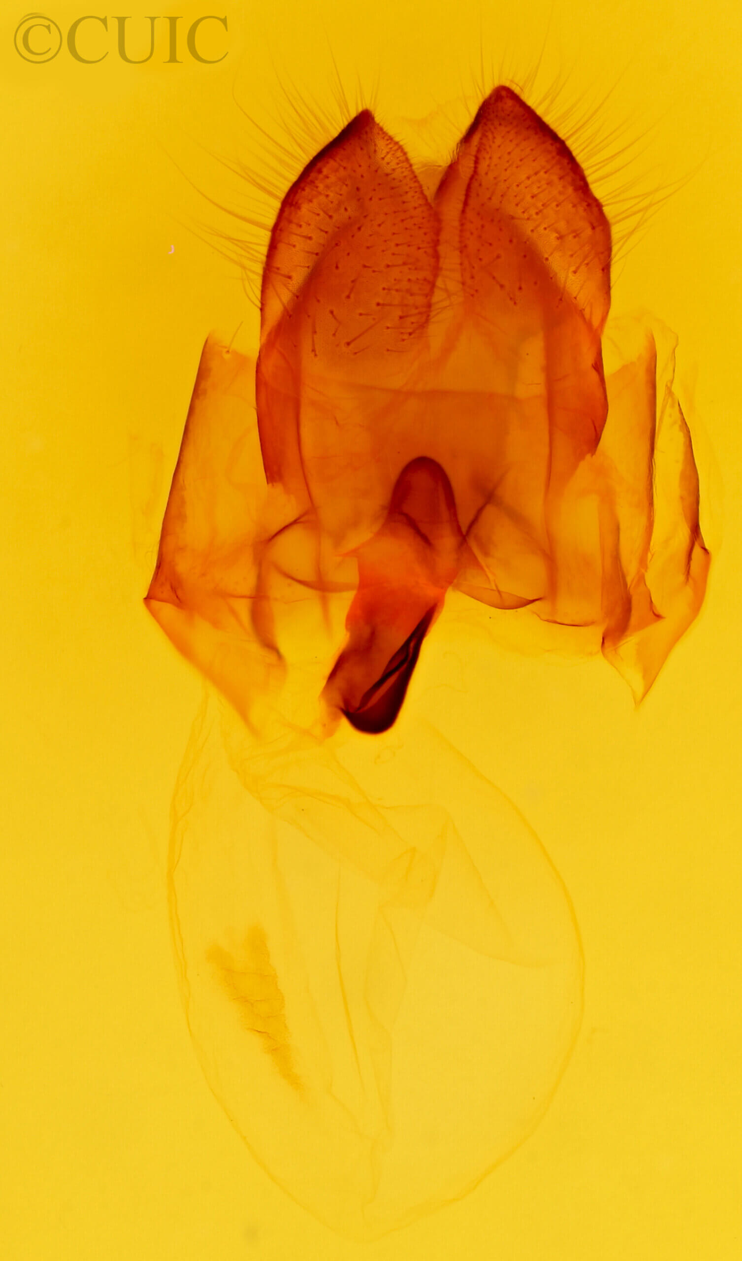 genitalia view of adult Heterocampa astertoides