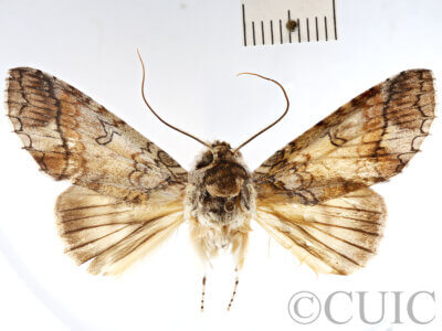 dorsal view of adult Rifargia? lineata