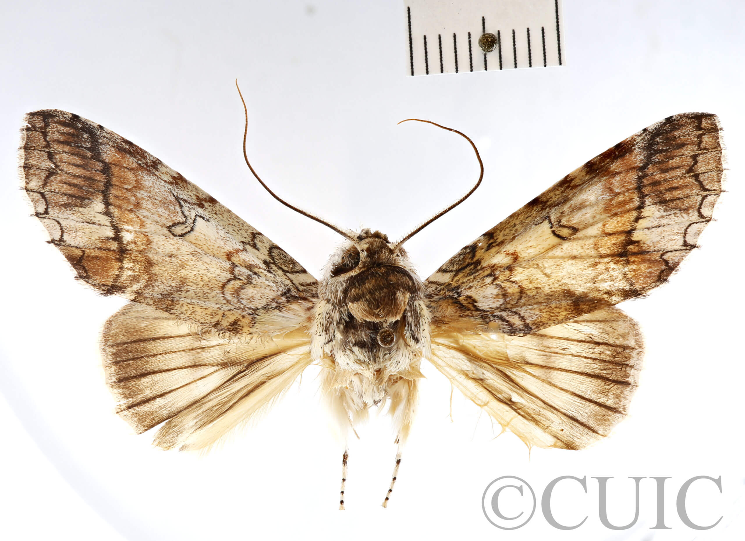 dorsal view of adult Rifargia? lineata