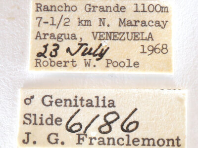 label view of adult Rifargia? lineata