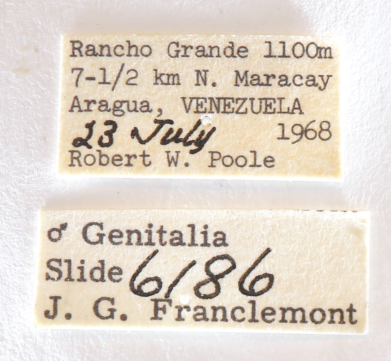 label view of adult Rifargia? lineata