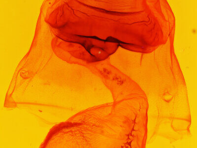 genitalia view of adult Rifargia? lineata