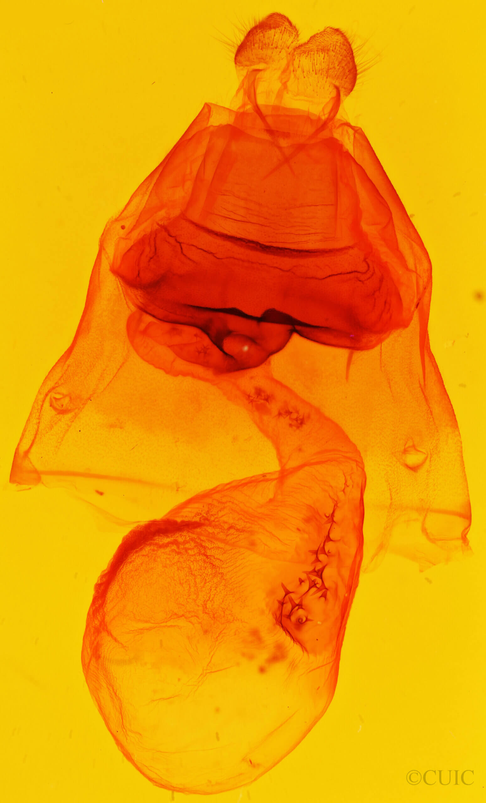 genitalia view of adult Rifargia? lineata
