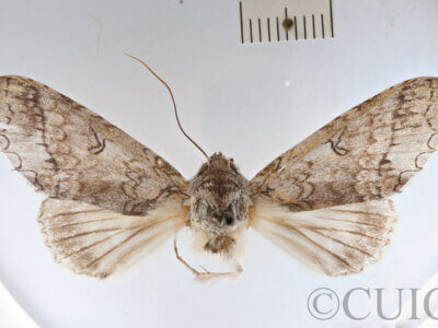 dorsal view of adult Rifargia? lineata