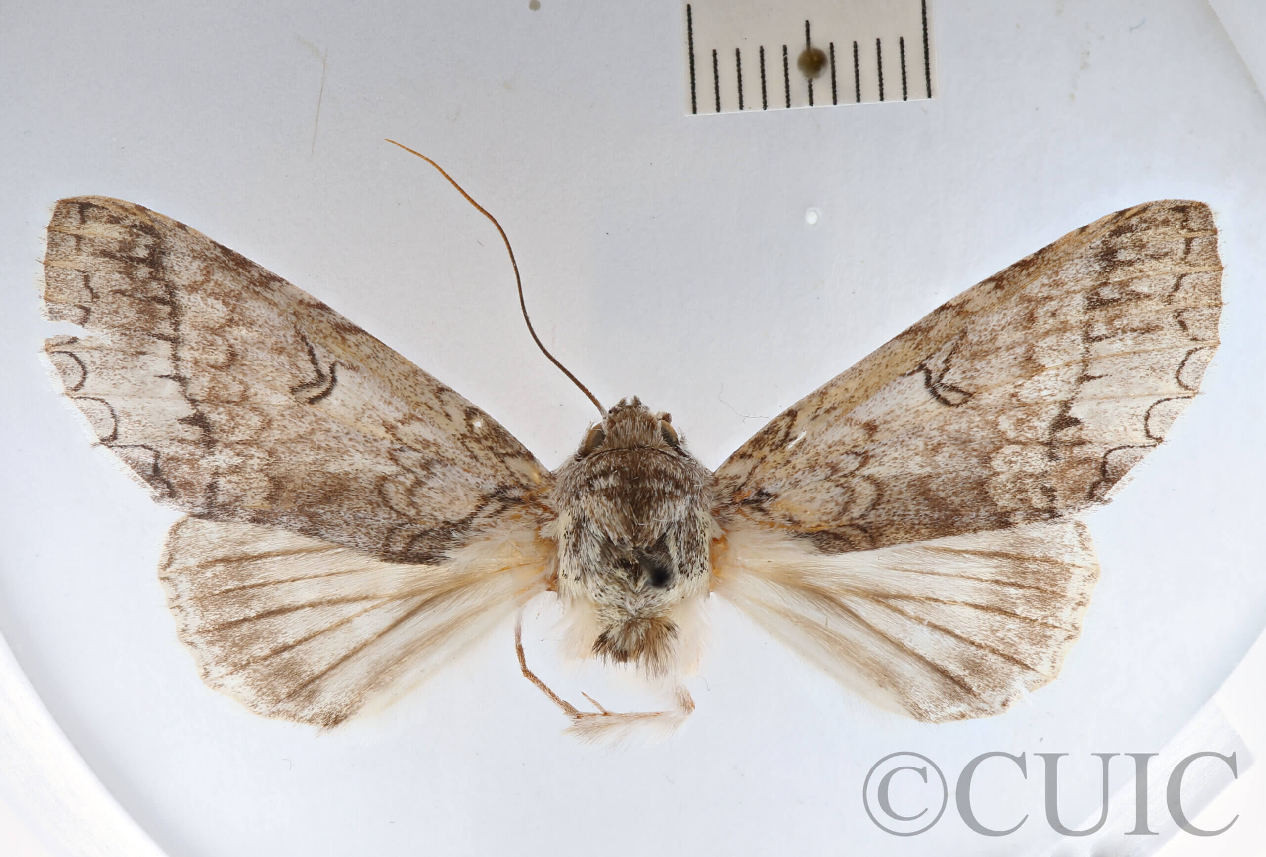 dorsal view of adult Rifargia? lineata